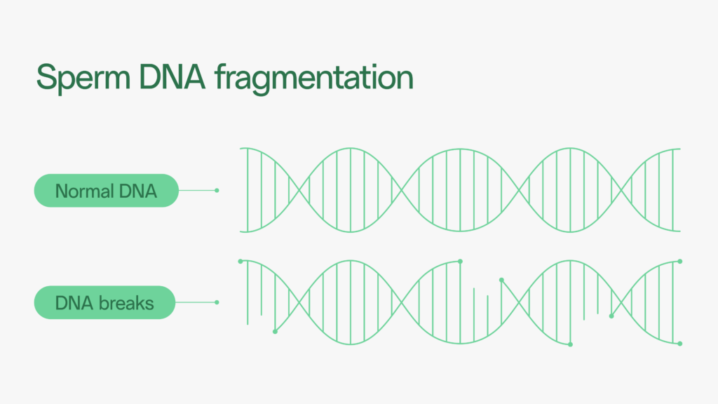 Illustration comparing normal DNA and DNA fragmentation in sperm, highlighting the impact of DNA breaks on male fertility as part of understanding sperm parameters.