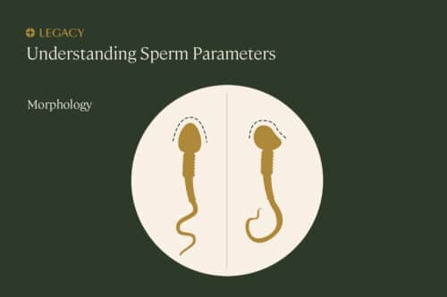 how-to-improve-sperm-morphology-give-legacy