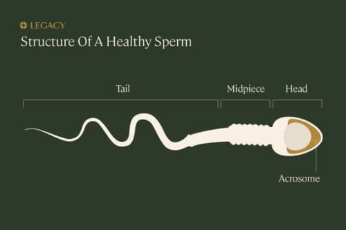 Guide To Sperm Testing And Semen Analysis Legacy