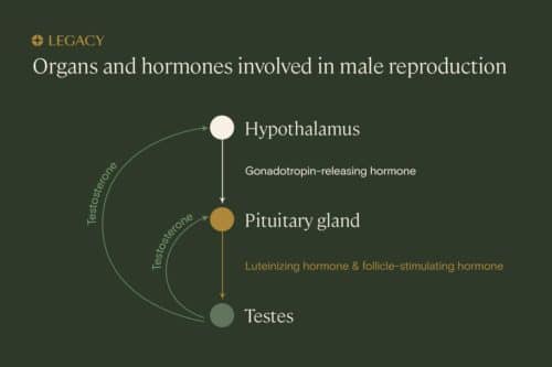 Testosterone therapy and your cycle